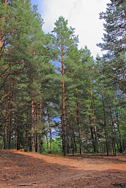 Сосновый бор - Евгений Корьевщиков Сосновый бор - Евгений Корьевщиков