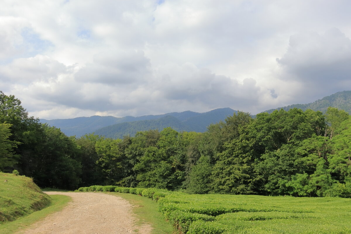 *** - Александр Николаев