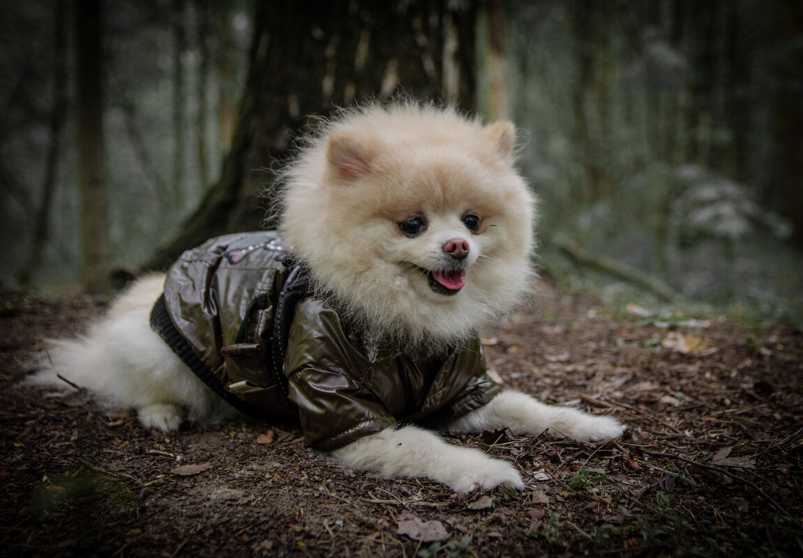 Собака в лесу - Александр Бочериков Собака в лесу - Александр Бочериков