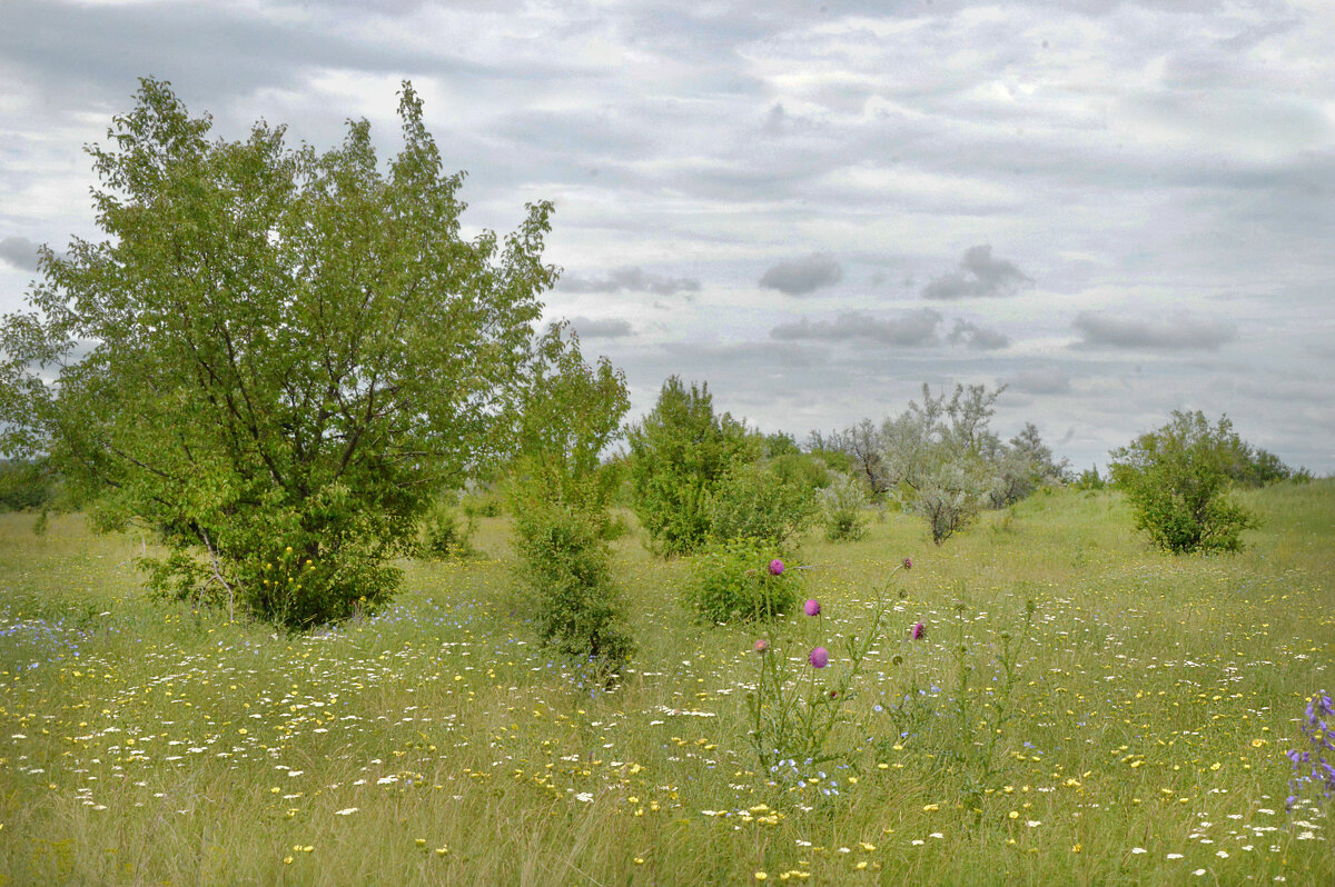 *** - Надежда Куркина *** - Надежда Куркина