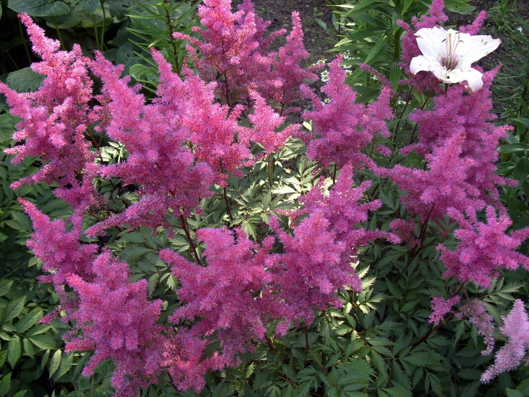 Астильба. - Ирина ***