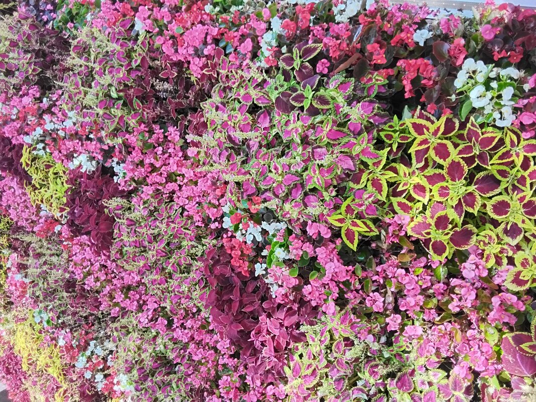 Клумба у ГУМа - Дмитрий Никитин