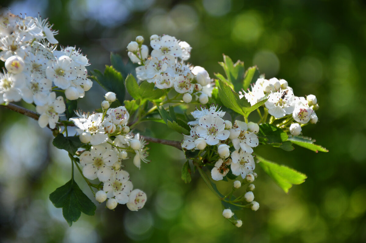 Боярышник - Надежда Куркина Боярышник - Надежда Куркина
