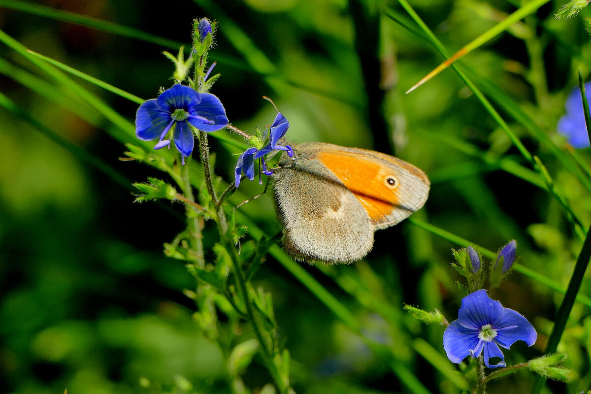 опять про бабочек 42 - Александр Прокудин
