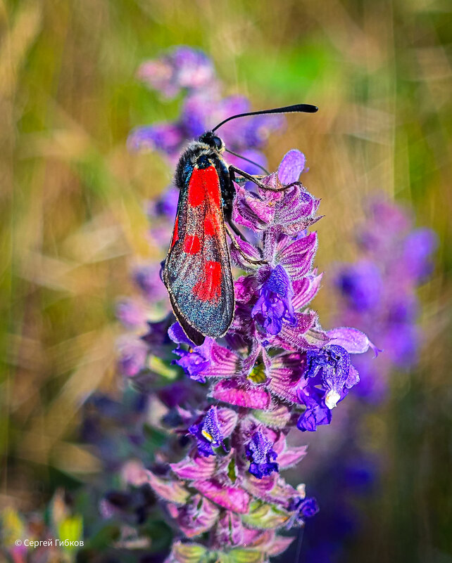 Ядовитая бабочка. - Сергей Гибков