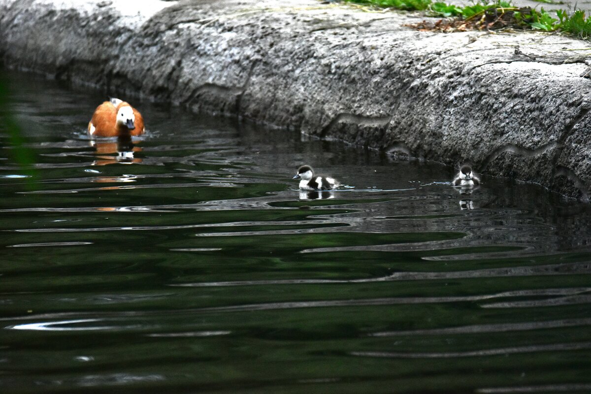 Утиные истории 2 - Наталья Вязигина