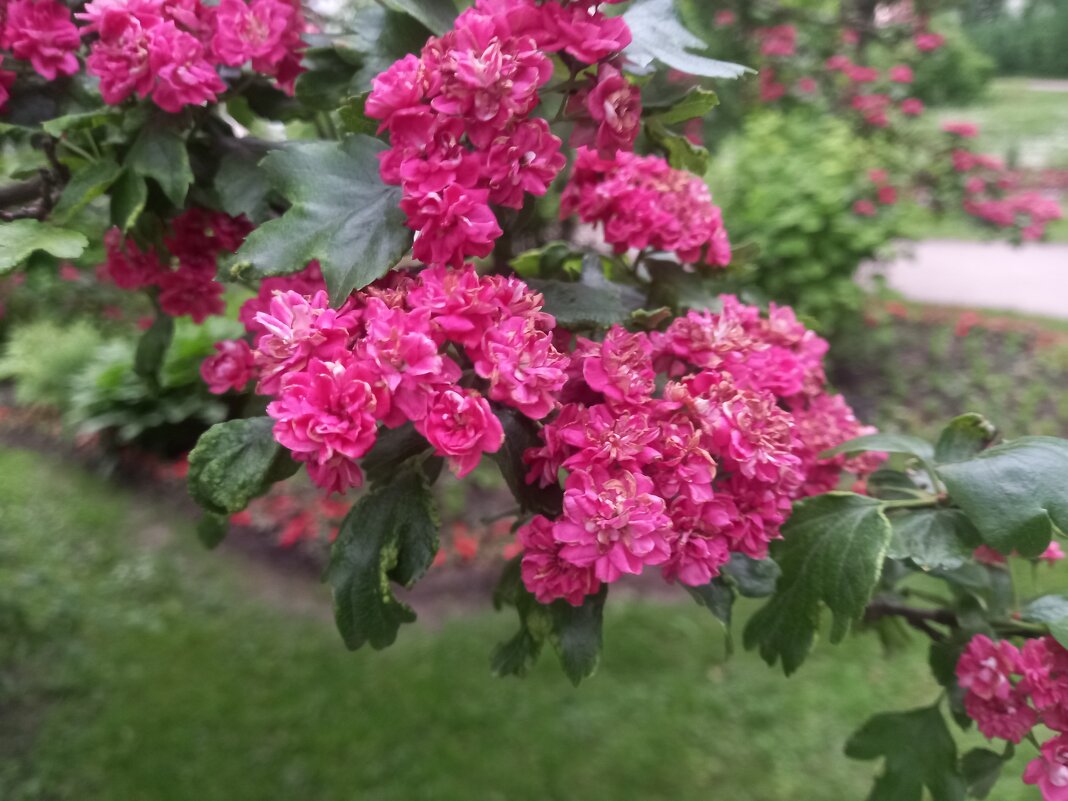 Боярышник - Сапсан 