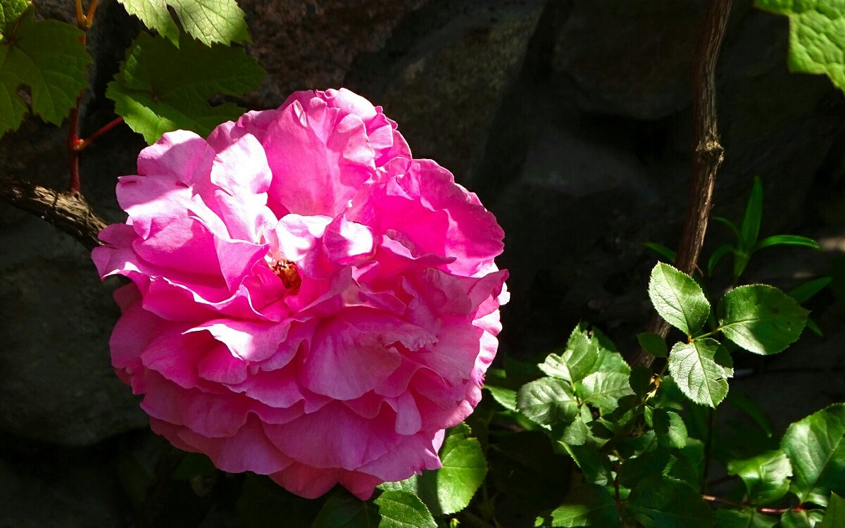 Городские цветы - Милешкин Владимир Алексеевич Городские цветы - Милешкин Владимир Алексеевич