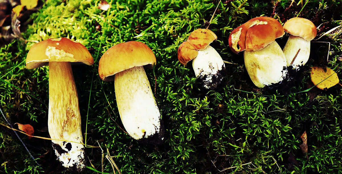 Июль...Пошли белые грибочки! - Владимир 