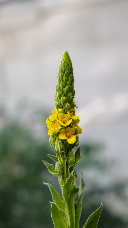 Коровяк обыкновенный - Michel 