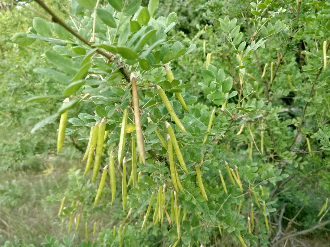 Свистульки,поспели - Андрей Хлопонин Свистульки,поспели - Андрей Хлопонин