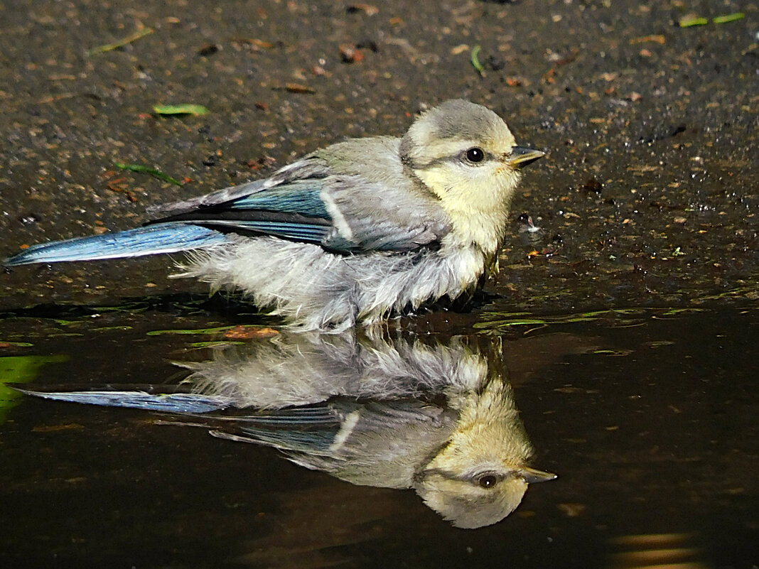 Отражение - Лина Отражение - Лина