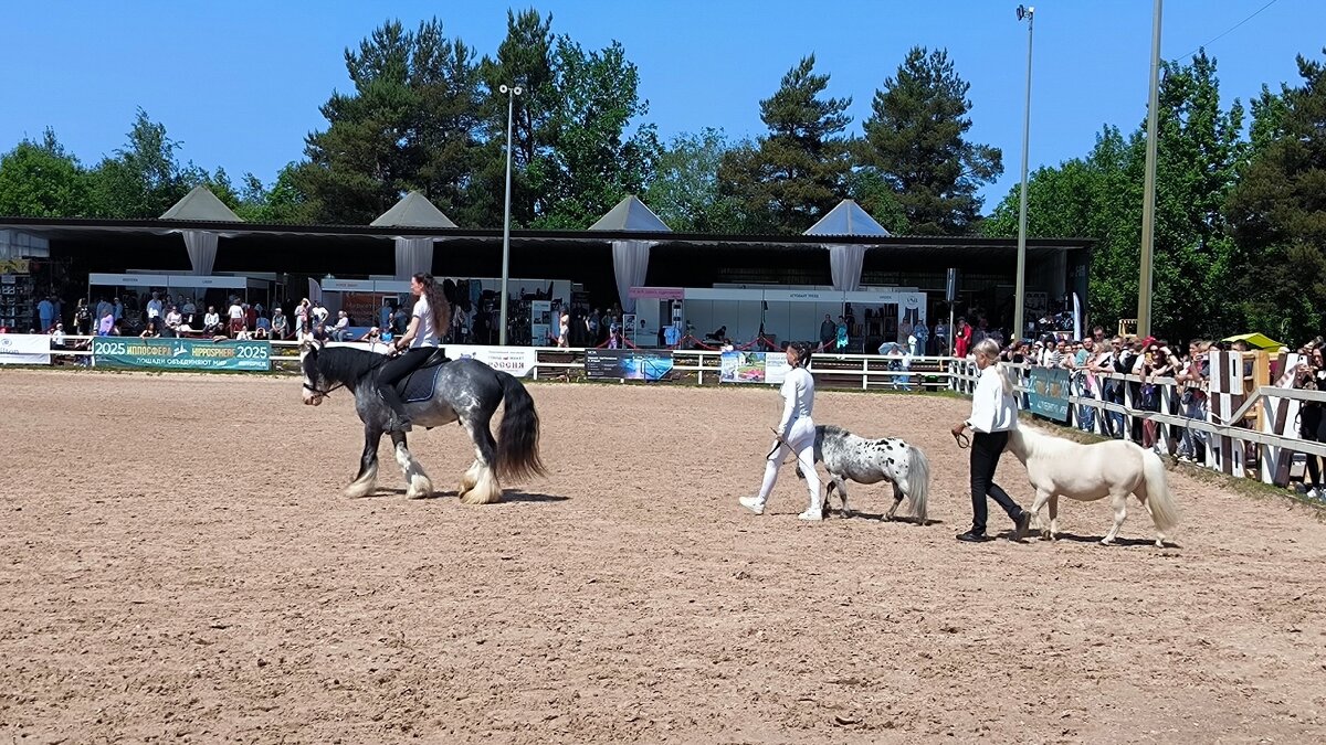 Иппосфера - 2025. - Ольга 