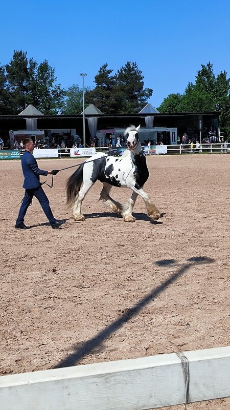 На манеже тинкеры. - Ольга На манеже тинкеры. - Ольга