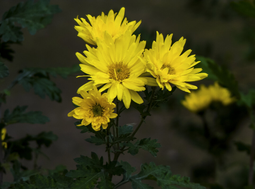 Жёлтые хризантемы - Валентин Семчишин Жёлтые хризантемы - Валентин Семчишин
