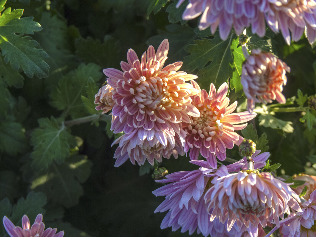 Хризантема в лучах солнца - Валентин Семчишин