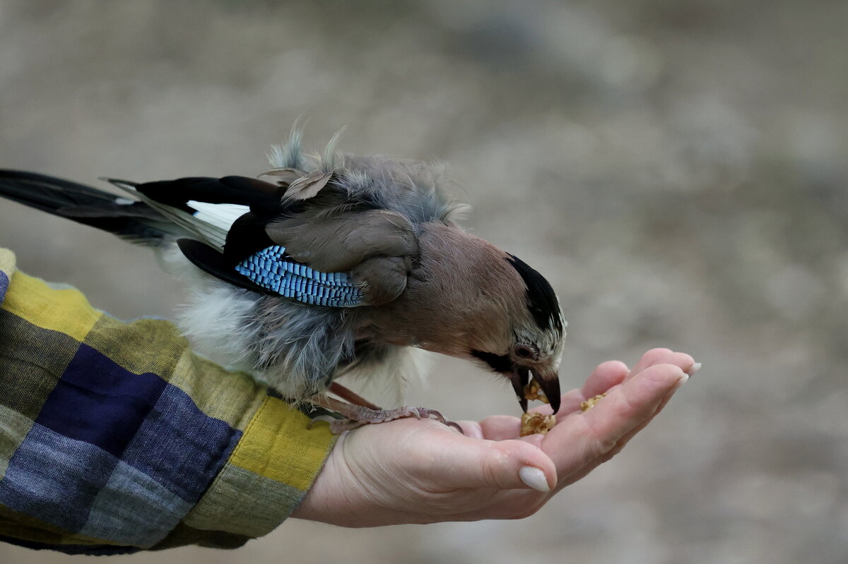 Тяжёлая птичка. (сойка) - Александр Кондаков