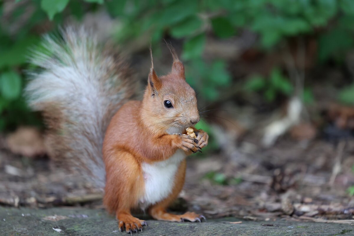 Пушистый хвост. - Александр Кондаков Пушистый хвост. - Александр Кондаков
