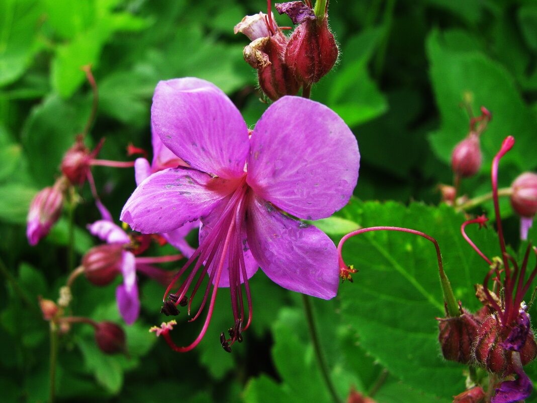 Садовая герань - Людмила Смородинская
