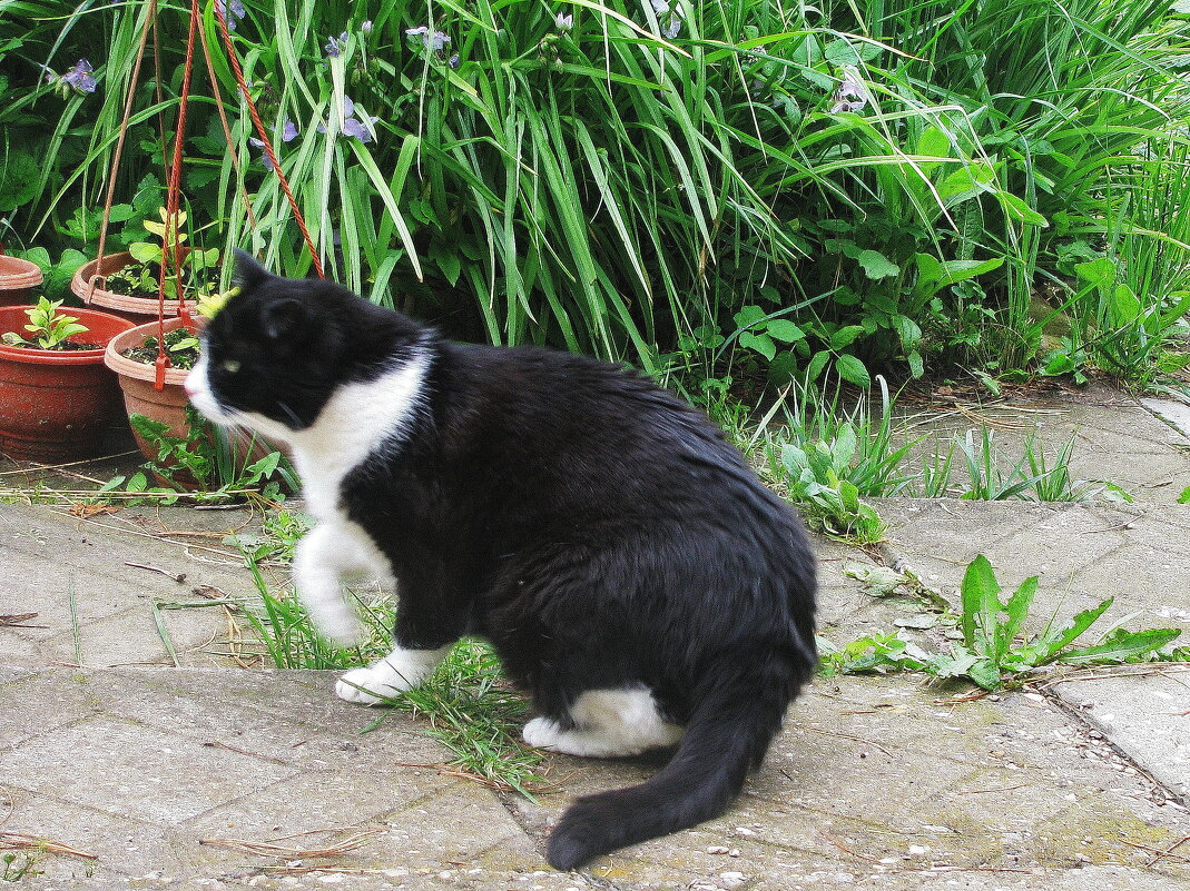 Кого-то увидел - Людмила Смородинская