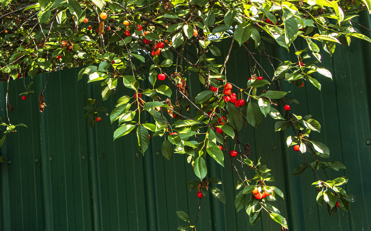 Самые стойкие. - Петр Беляков Самые стойкие. - Петр Беляков