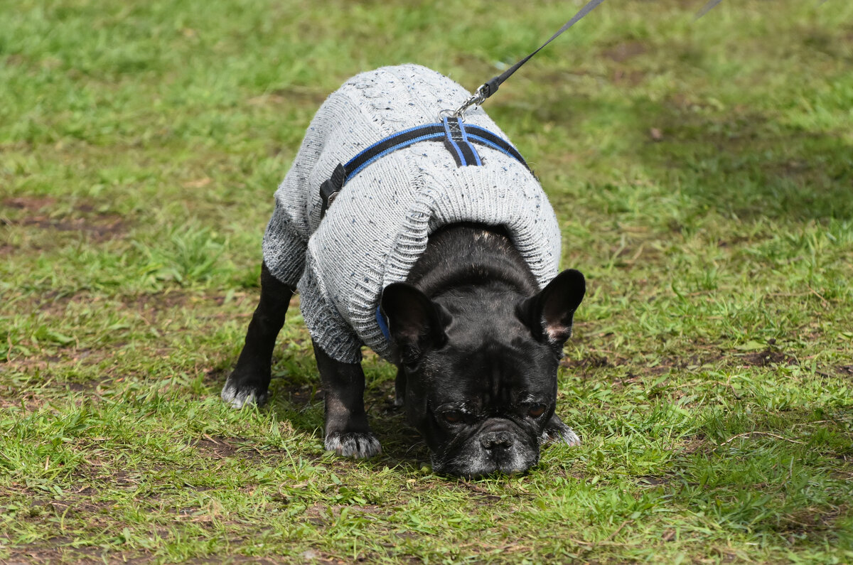 Москва. Парад французских бульдогов в усадьбе «Воронцово». - Наташа *****