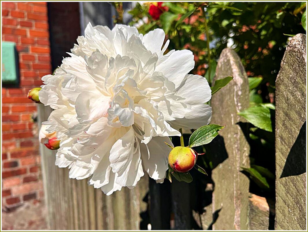 Июнь. Цветение. - Валерия Комова