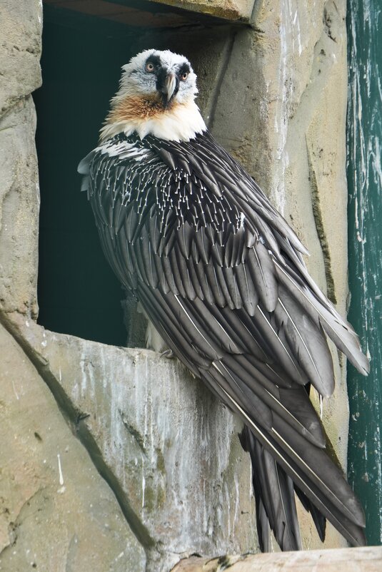 Гордый птиц!! - Павел Fotoflash911 Никулочкин