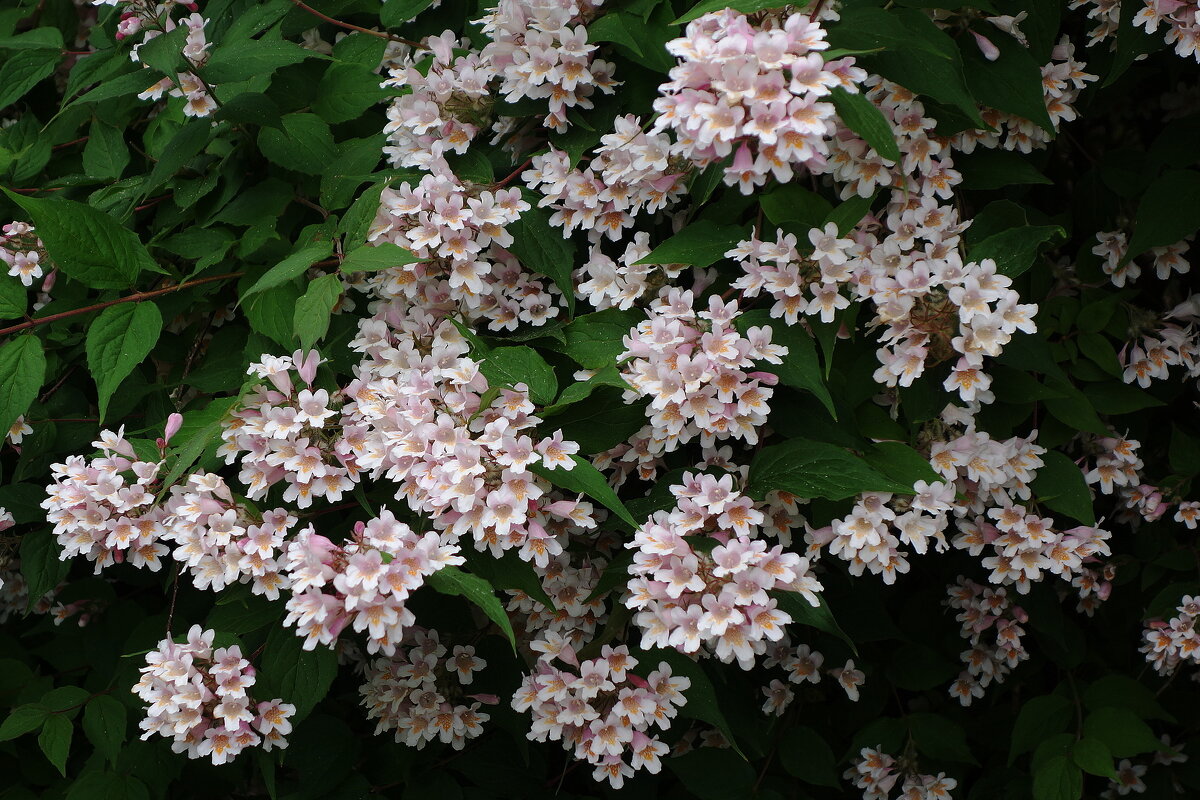 Кольквиция - Рита Симонова