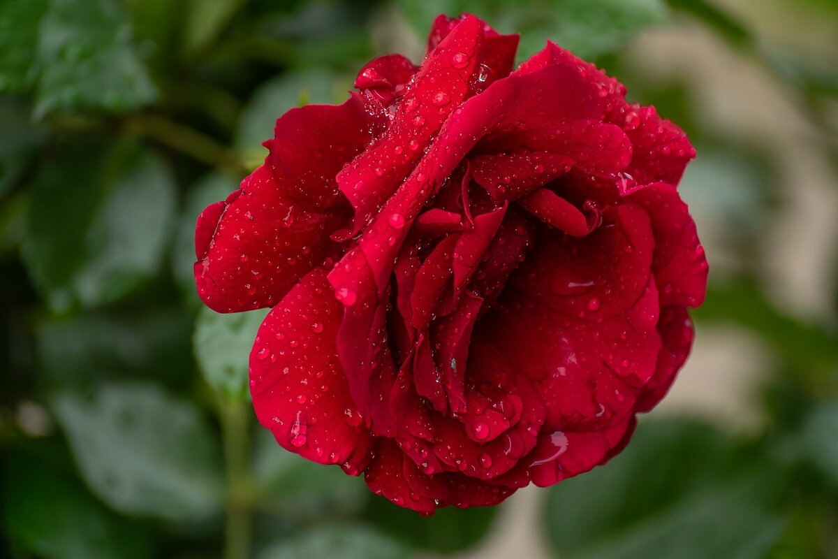 Красная роза - Игорь Сикорский Красная роза - Игорь Сикорский