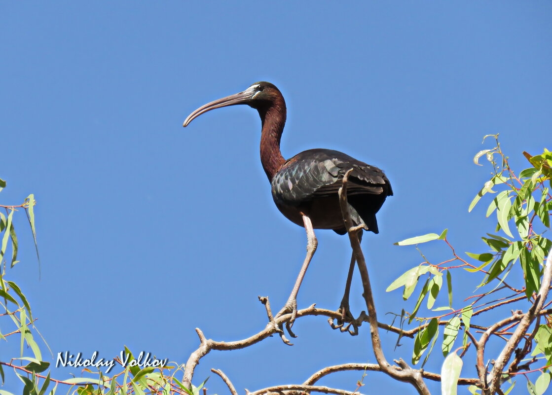 Каравайка. - Николай Волков