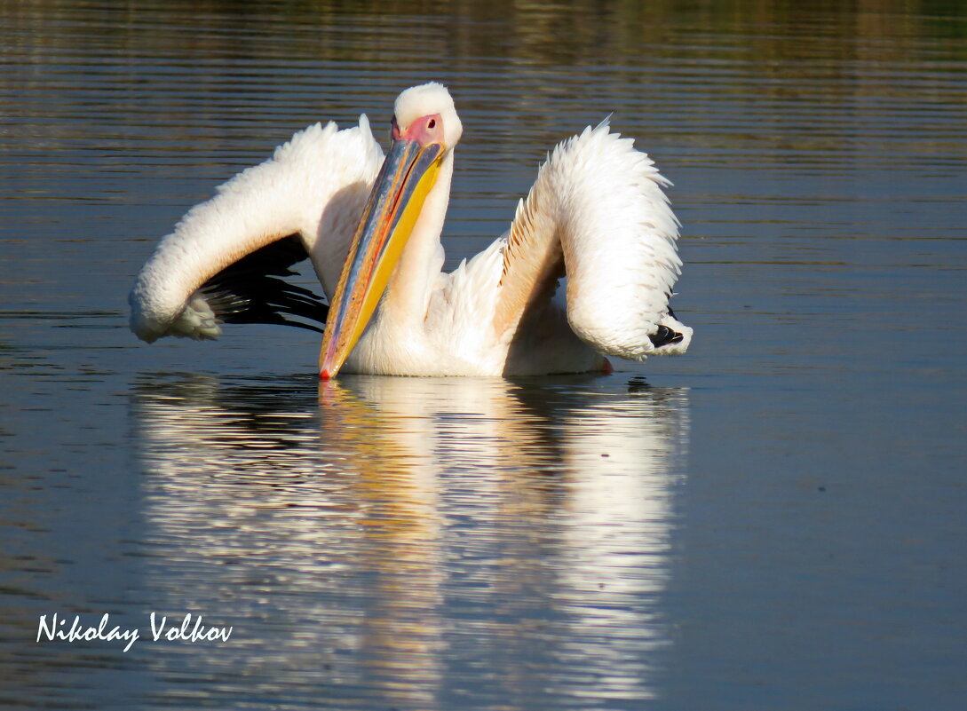Розовый пеликан - Николай Волков