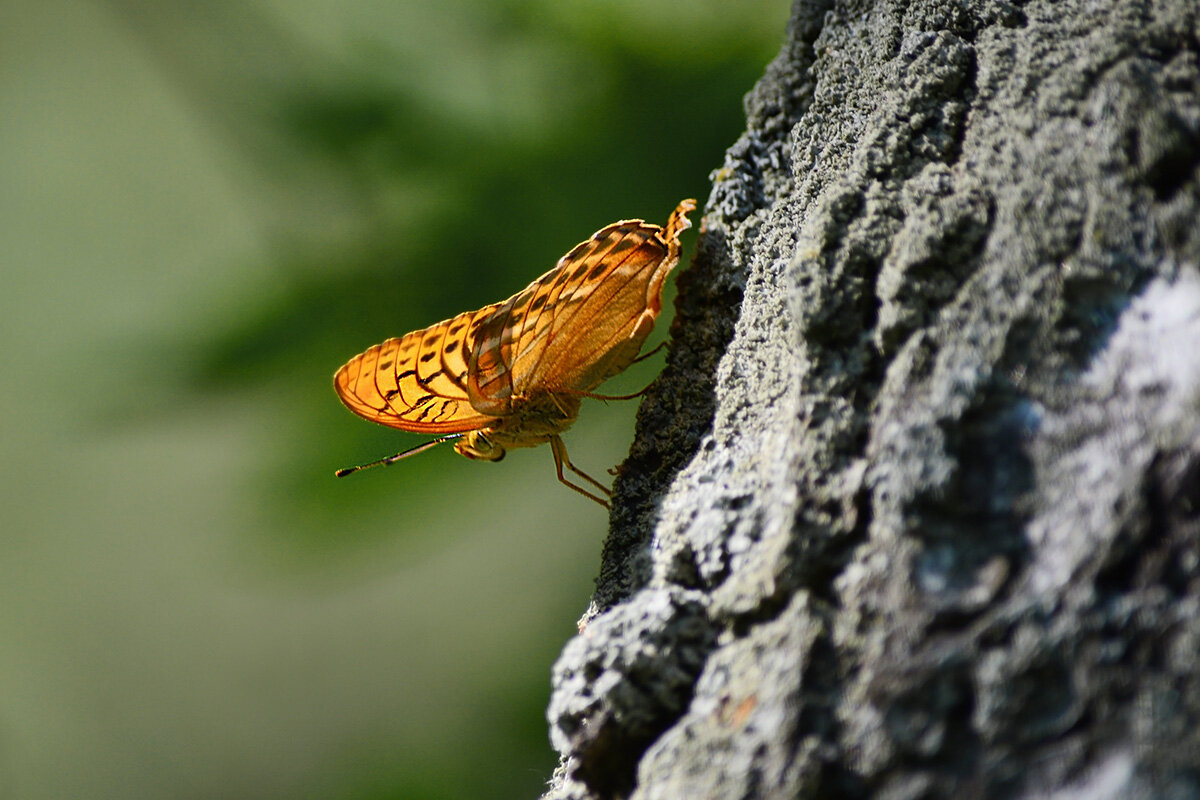 Посадка  на  берёзу - Геннадий Супрун