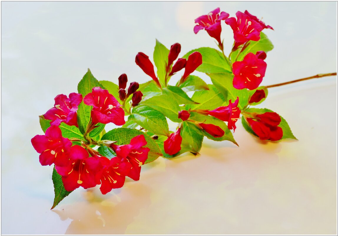 ВЕТОЧКА... - Elvira E. ВЕТОЧКА... - Elvira E.