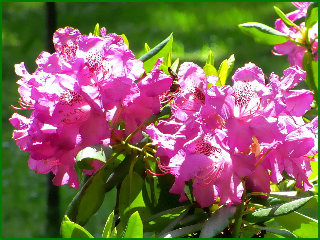 Рододендрон в парке - Ольга Довженко