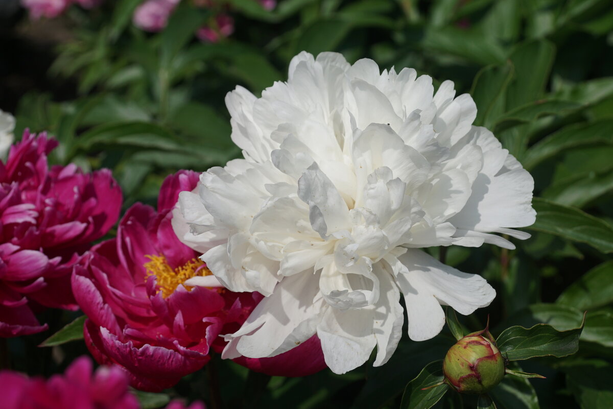 Совершенство - Наталия Григорьева