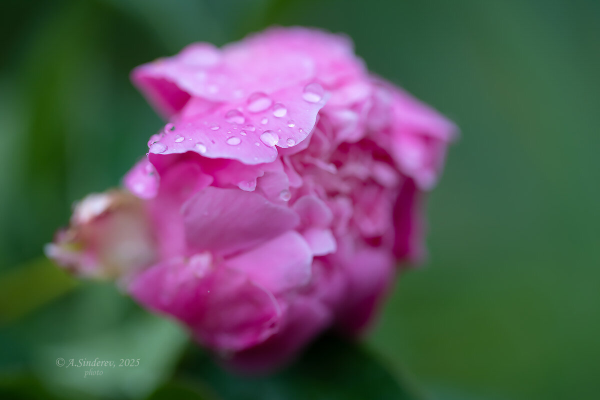 Капли дождя на бутоне пиона - Александр Синдерёв