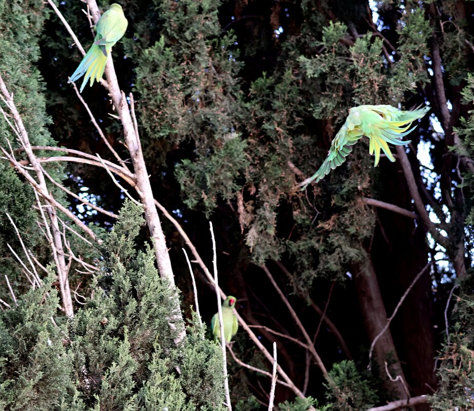 Итог,кого же выбрать из двух - Аркадий Басович