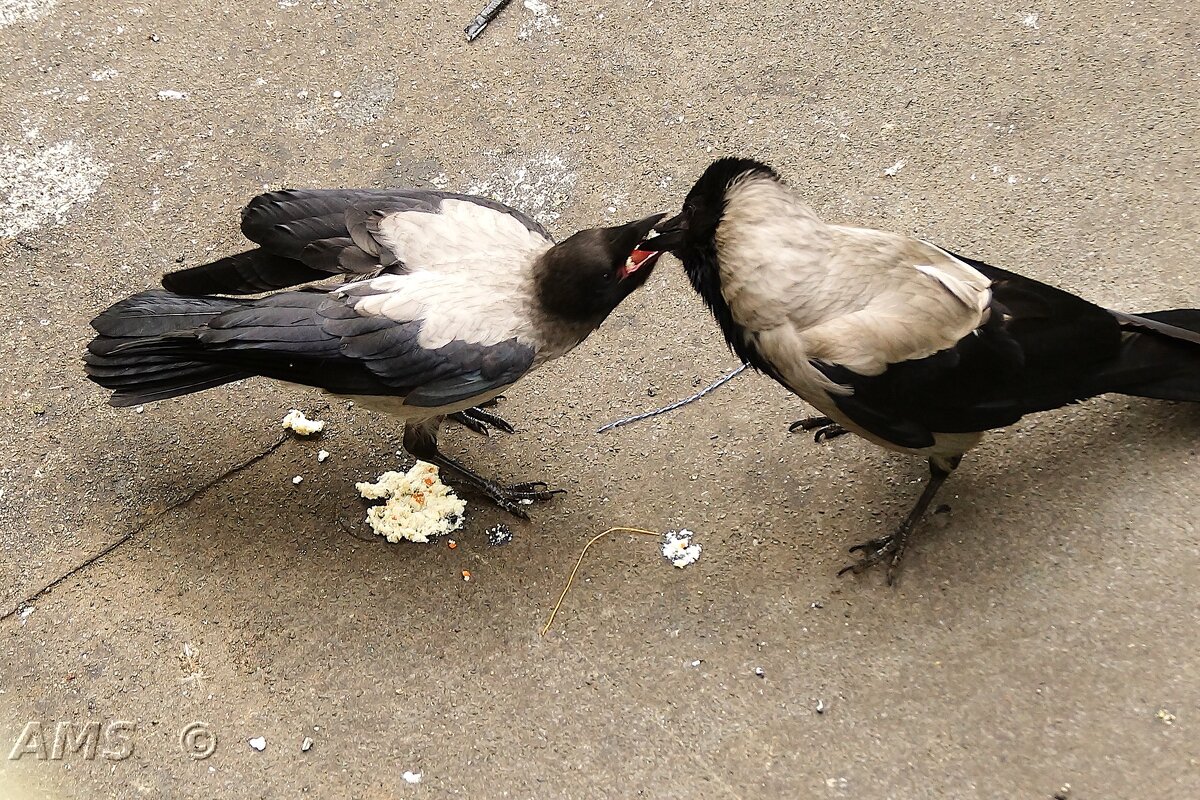 Ну паразит ! - kolyeretka Ну паразит ! - kolyeretka