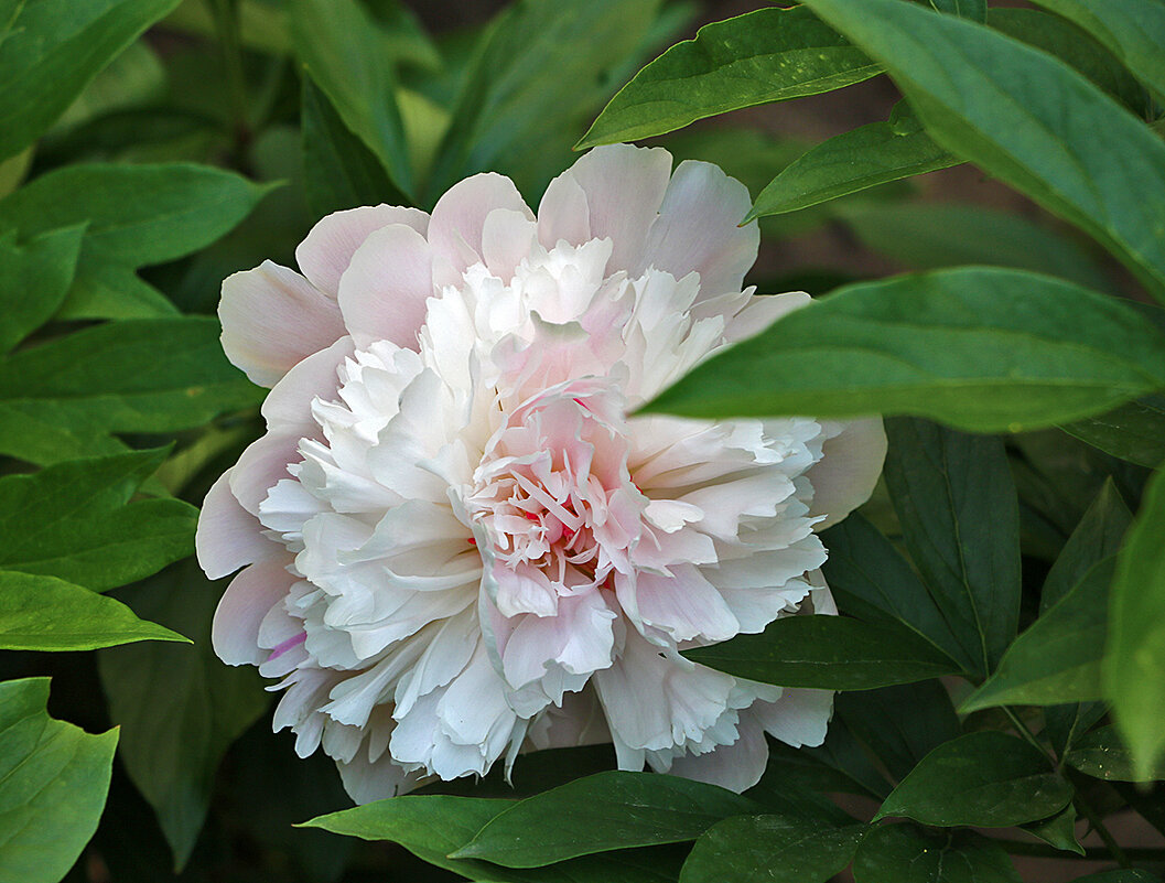 Пион - Светлана 