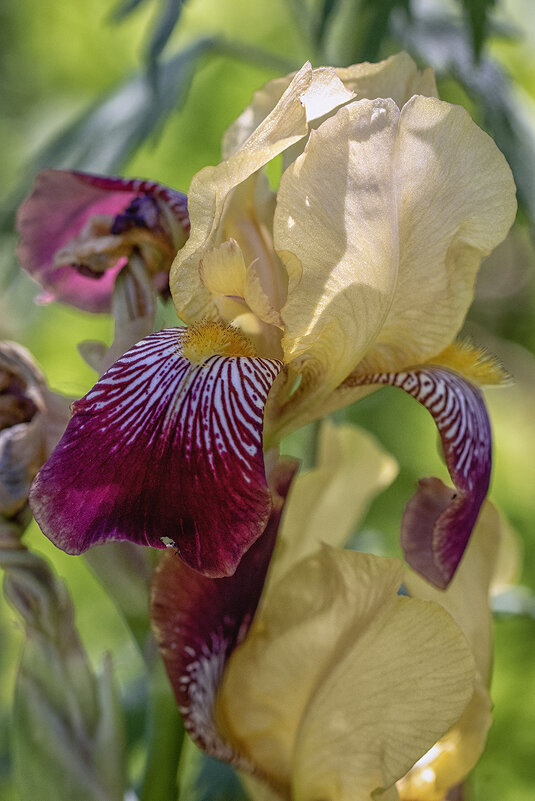 Ирис. - Лилия *