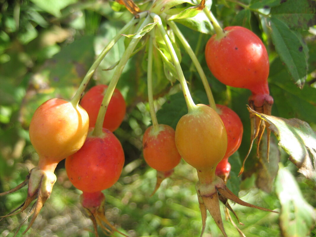 Витамины - Anna Ivanova