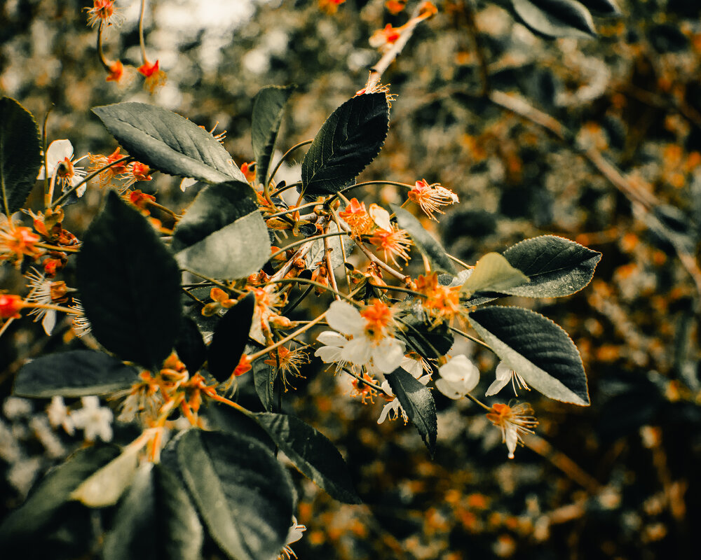 цветы города - Артём 