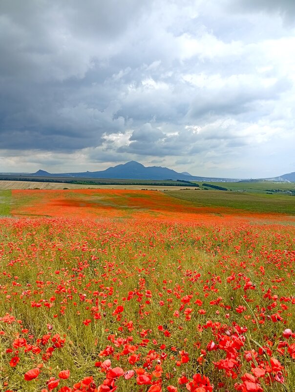 Маковое раздолье - Екатерина Филипенко