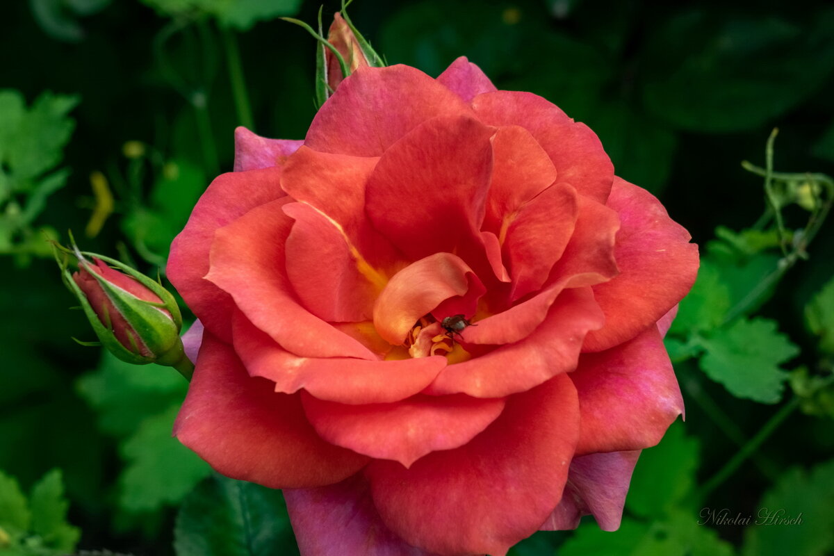 Востребованная... - Николай Гирш