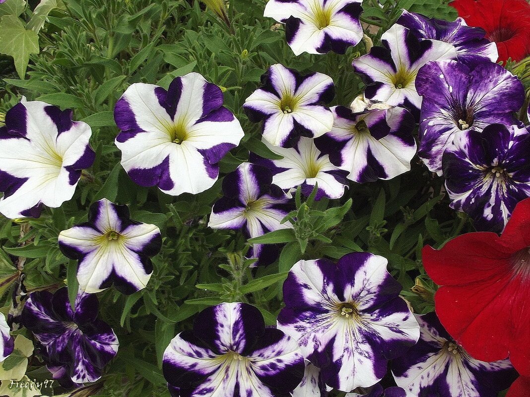 Петунии - Freddy 97