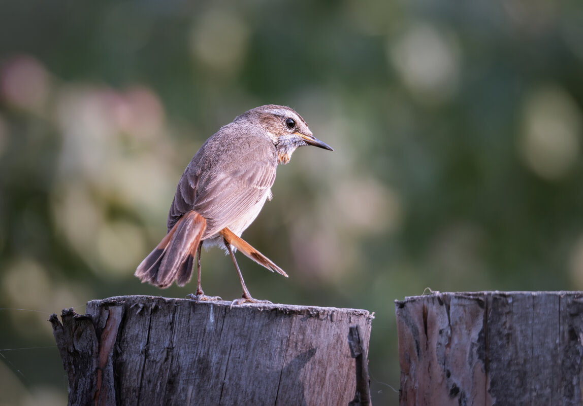 ПОТРЁПАННЫЙ, НО НЕ ПОБЕЖДЁННЫЙ! - Володька Завитушкин ПОТРЁПАННЫЙ, НО НЕ ПОБЕЖДЁННЫЙ! - Володька Завитушкин