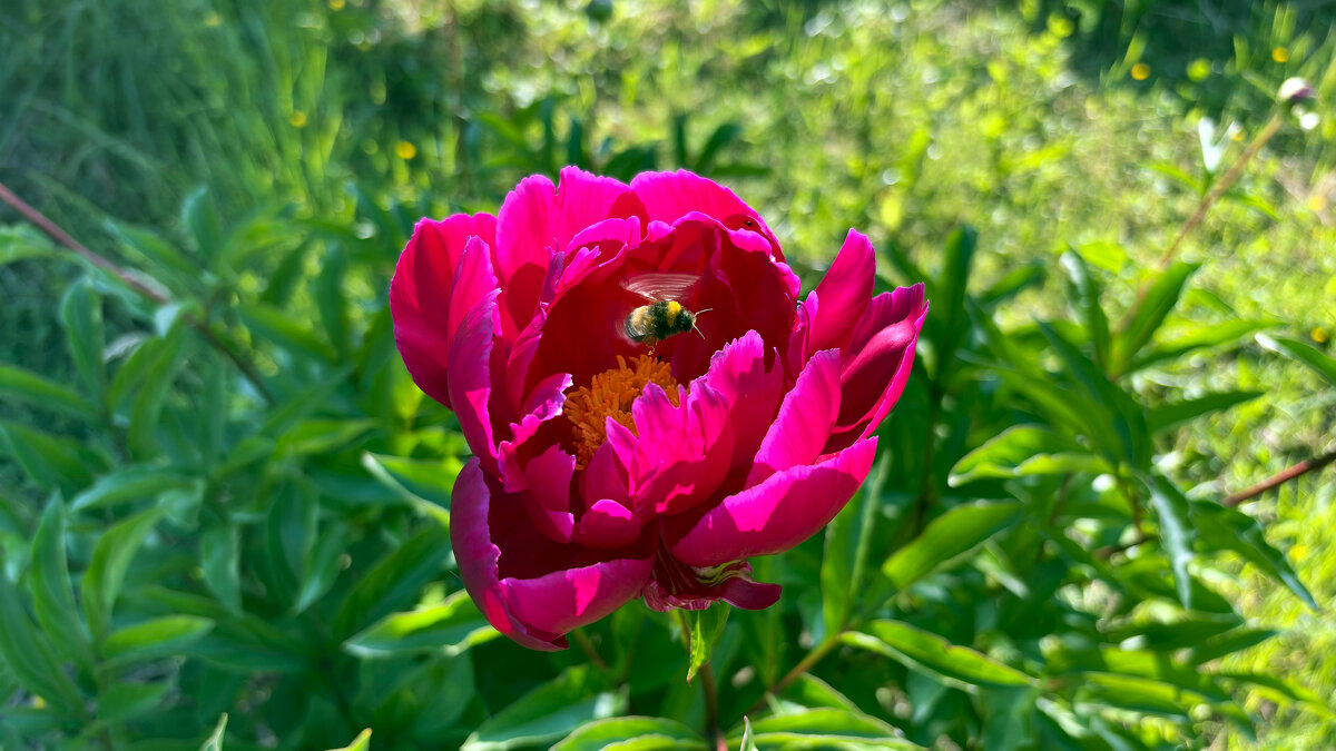 шмелик 2 - Иннокентий Авдонин шмелик 2 - Иннокентий Авдонин