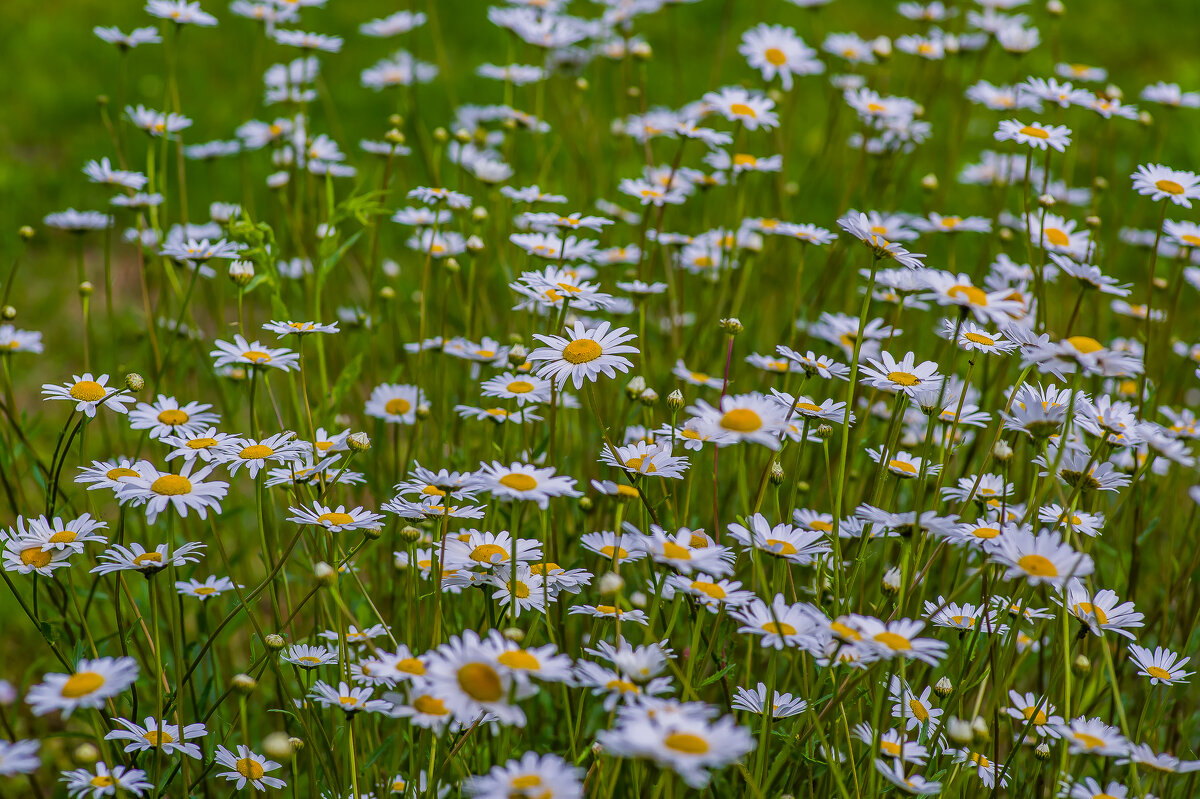 Раз ромашка,два ромашка.... - Sergey (Apg)