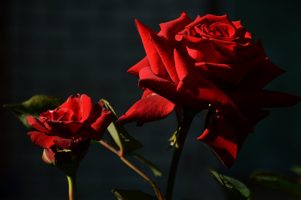 В утренних лучах.... - Надежда Куркина 